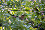 common blackbird