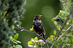 common blackbird