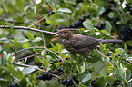 common blackbird