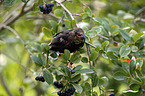 common blackbird