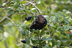 common blackbird