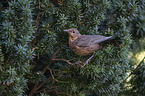 common blackbird