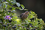 common blackbird