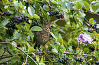 common blackbird