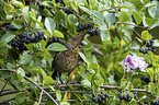 common blackbird