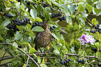 common blackbird