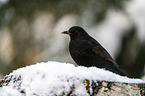 common blackbird