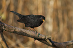common blackbird