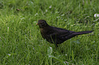 common blackbird