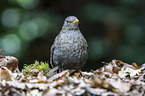 common blackbird