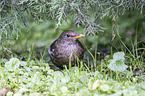 common blackbird