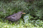 common blackbird