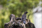 Eurasian Blackbird