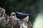 Eurasian Blackbird