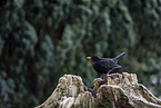 Eurasian Blackbird