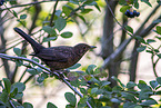 female blackbird