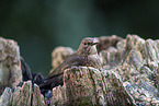 female blackbird