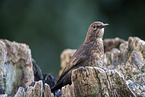 female blackbird