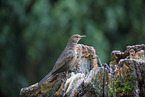 female blackbird