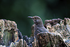 female blackbird