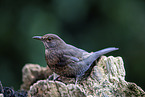 female blackbird