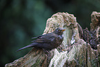 female blackbird