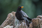 male blackbird