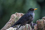 male blackbird