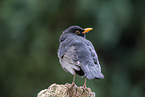 male blackbird