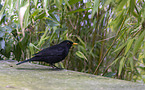 common blackbird