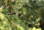 common blackbird