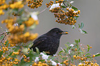 common blackbird