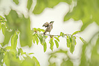 blackbird