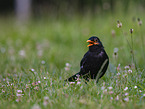 blackbird