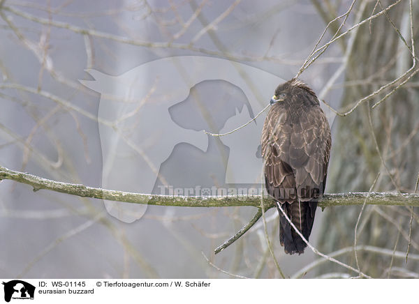 Musebussard im Winter / eurasian buzzard / WS-01145