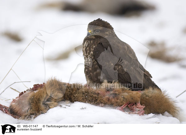 eurasian buzzard / WS-01147