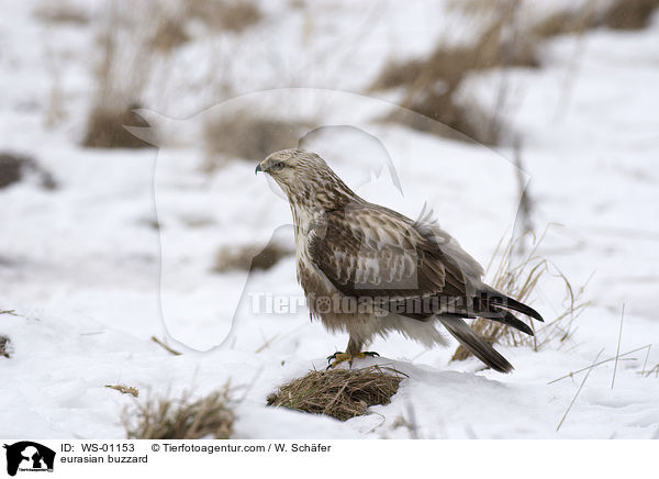 eurasian buzzard / WS-01153