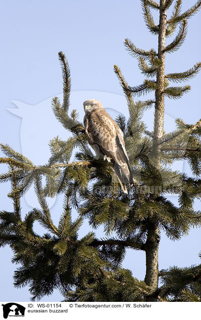 eurasian buzzard / WS-01154