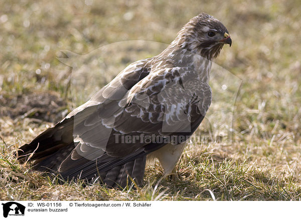 Musebussard im Winter / eurasian buzzard / WS-01156