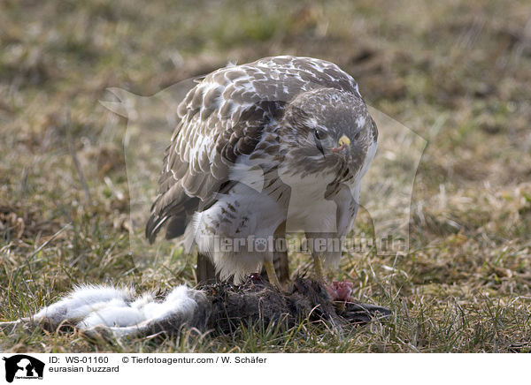 Musebussard im Winter / eurasian buzzard / WS-01160