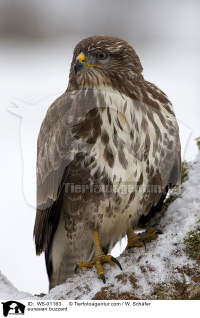 Musebussard im Winter / eurasian buzzard / WS-01163