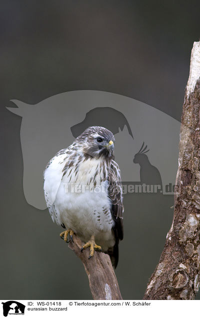 Musebussard auf Baum / eurasian buzzard / WS-01418