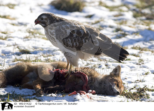 Musebussard an einem toten Fuchs / eurasian buzzard / WS-01422
