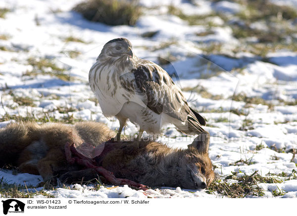 Musebussard an einem toten Fuchs / eurasian buzzard / WS-01423