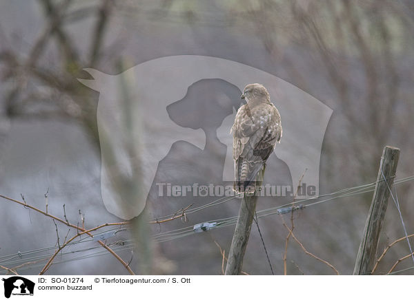 common buzzard / SO-01274