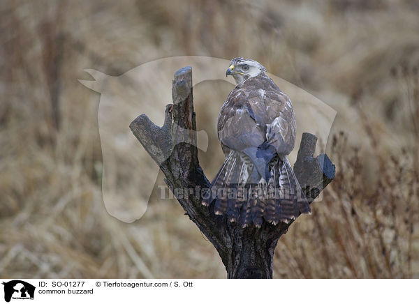 Musebussard / common buzzard / SO-01277