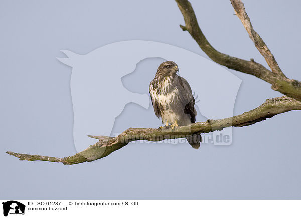 Musebussard / common buzzard / SO-01287