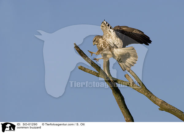 common buzzard / SO-01290