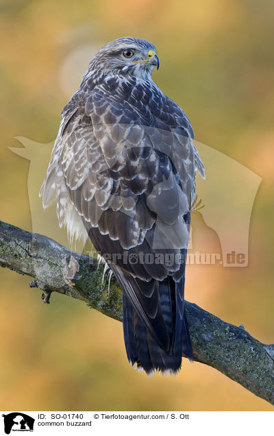 Musebussard / common buzzard / SO-01740