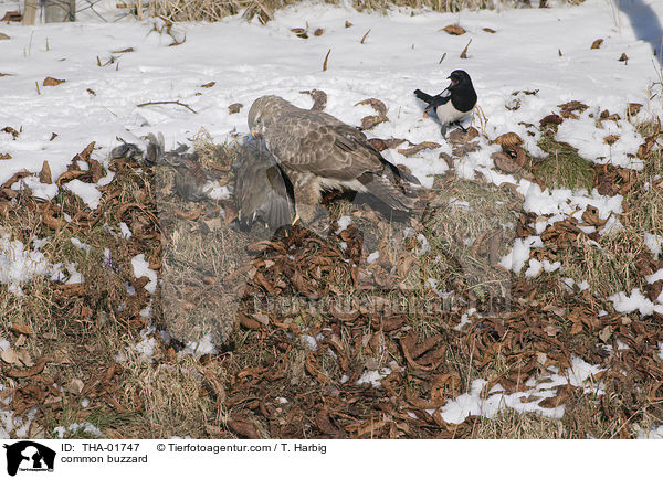 Musebussard / common buzzard / THA-01747